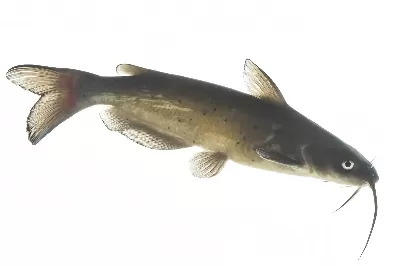 Channel Catfish