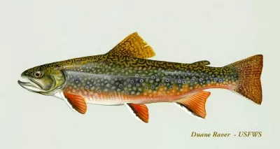 Brook Trout