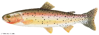 Cutthroat Trout