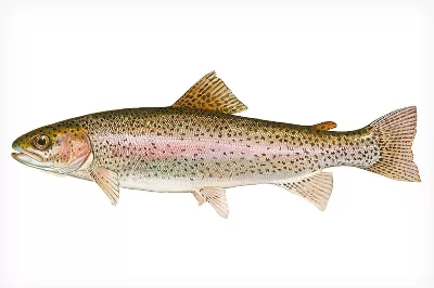 Rainbow Trout