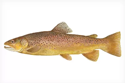 Brown Trout