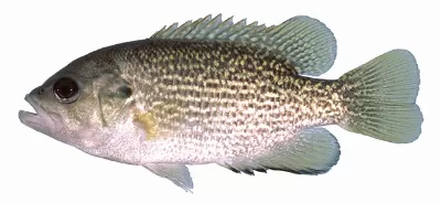 Rock Bass