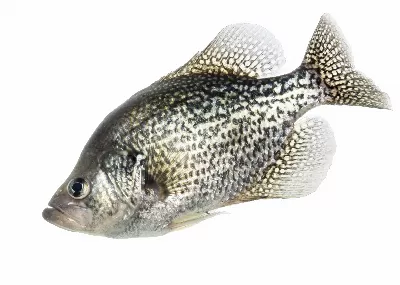 Black Crappie