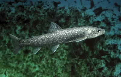 Lake Trout