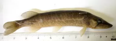 Chain Pickerel