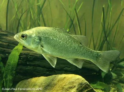 Australian Bass