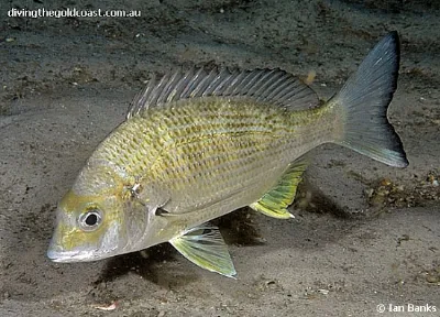 Yellowfin