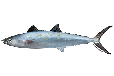 Spanish Mackerel