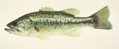 Fish Image