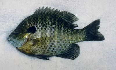 Fish Image