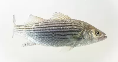 Fish Image