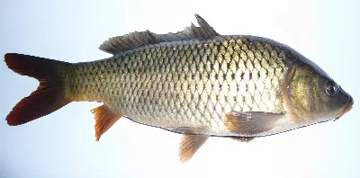 Carp