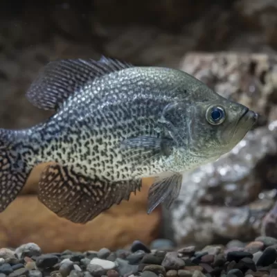 Fish Image