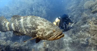 Grouper
