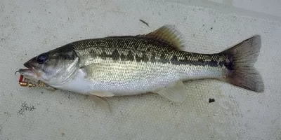 Fish Image