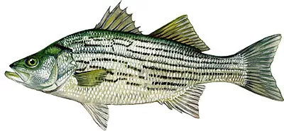 Hybrid Bass