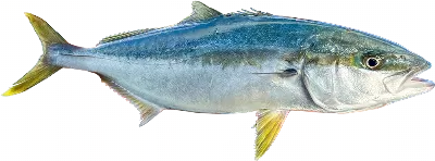 Kingfish