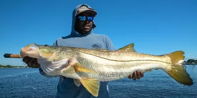 Snook