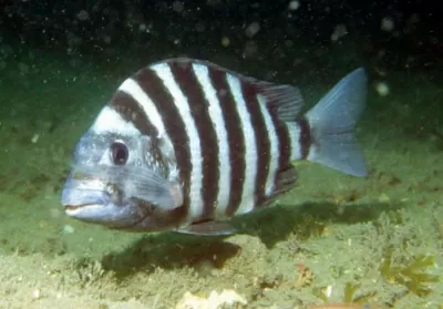 Sheepshead