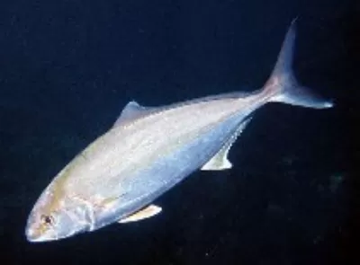 Amberjack