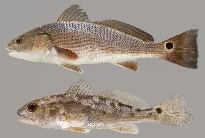 Red Drum