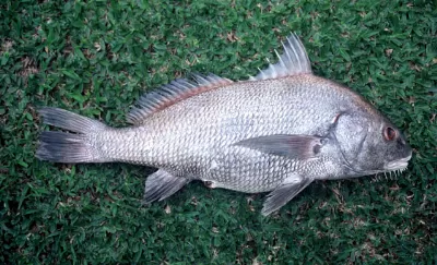 Black Drum