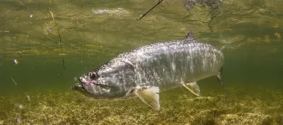 Tarpon
