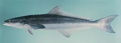 Cobia