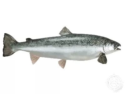 Sea Trout