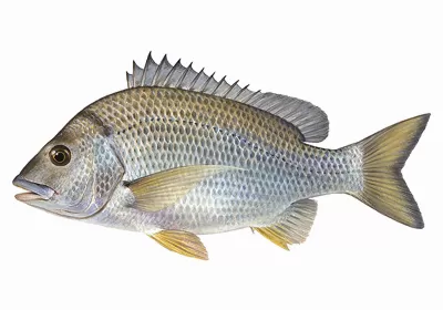 Bream