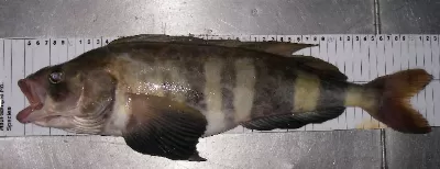 Hybrid Striped Bass