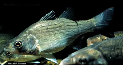 White Bass