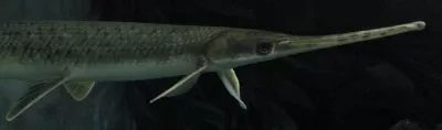 Gar