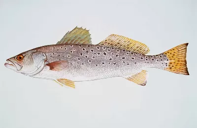 Speckled Trout