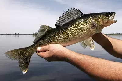 Walleye