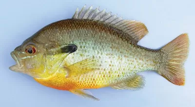 Sunfish