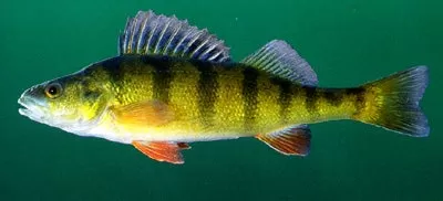 Yellow Perch