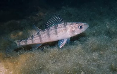 Perch