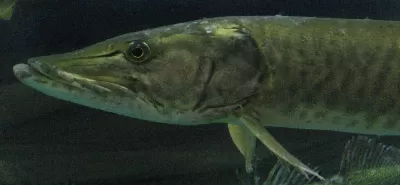 Muskellunge