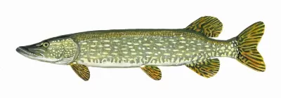Northern Pike