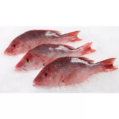 Snapper