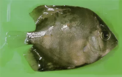 Fluke