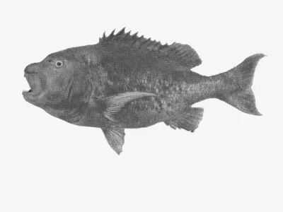 Tautog
