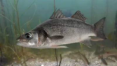 Sea Bass