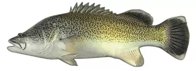 Weakfish