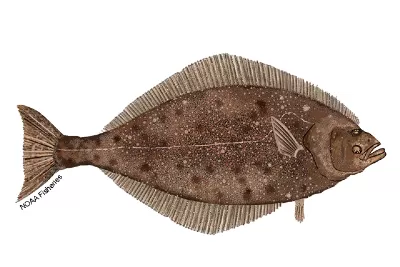 Halibut