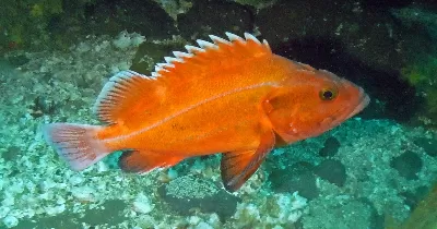 Rockfish
