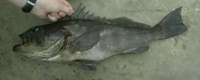 Lingcod
