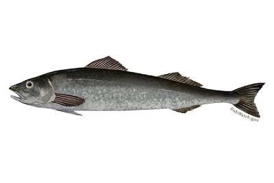 Sablefish