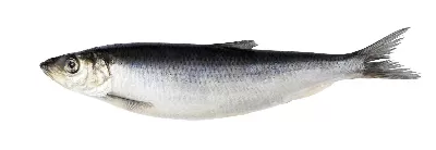 Herring